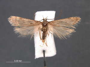  (Sattleria izoardi - SL0484)  @13 [ ] CreativeCommons - Attribution Non-Commercial Share-Alike (2011) Sangmi Lee Mississippi Entomological Museum