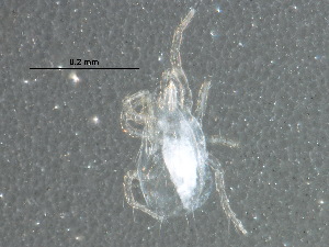  (Euseius sp. JCS01 - BIOUG14571-F03)  @11 [ ] CreativeCommons - Attribution (2017) CBG Photography Group Centre for Biodiversity Genomics
