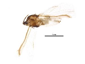  (Pemphigus immunis - BIOUG14763-G01)  @12 [ ] CreativeCommons - Attribution (2017) CBG Photography Group Centre for Biodiversity Genomics