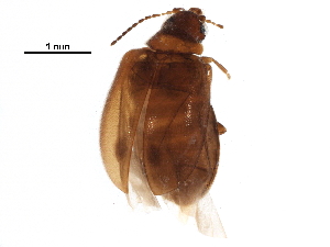  ( - BIOUG25209-B06)  @15 [ ] CreativeCommons - Attribution (2016) CBG Photography Group Centre for Biodiversity Genomics