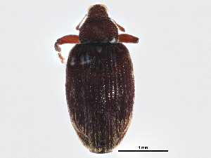  ( - BIOUG04087-A01)  @13 [ ] CreativeCommons - Attribution (2013) CBG Photography Group Centre for Biodiversity Genomics