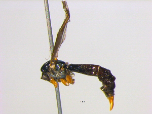  ( - BIOUG04263-G08)  @12 [ ] CreativeCommons - Attribution (2013) CBG Photography Group Centre for Biodiversity Genomics