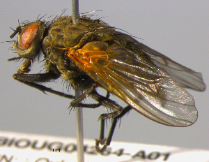  ( - BIOUG04264-A01)  @13 [ ] CreativeCommons - Attribution (2013) CBG Photography Group Centre for Biodiversity Genomics