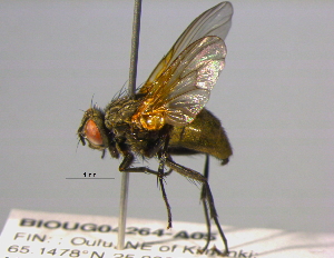  (Helina lapponica - BIOUG04264-A05)  @13 [ ] CreativeCommons - Attribution (2013) CBG Photography Group Centre for Biodiversity Genomics