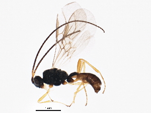  (Chorebus asramenes - BIOUG04160-C11)  @14 [ ] CreativeCommons - Attribution (2013) CBG Photography Group Centre for Biodiversity Genomics