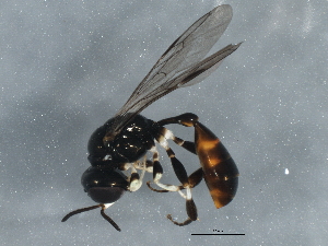  ( - BIOUG04152-H07)  @14 [ ] CreativeCommons - Attribution (2013) CBG Photography Group Centre for Biodiversity Genomics