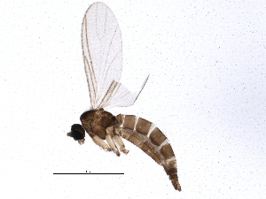  (Corynoptera spinifera - BIOUG04155-F09)  @12 [ ] CreativeCommons - Attribution (2013) CBG Photography Group Centre for Biodiversity Genomics