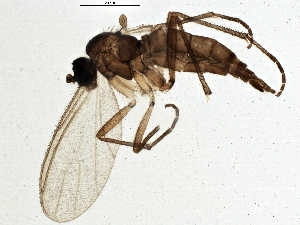  (Corynoptera spinifera - BIOUG04216-B02)  @12 [ ] CreativeCommons - Attribution (2013) CBG Photography Group Centre for Biodiversity Genomics