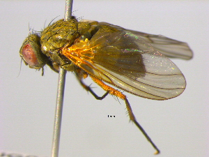  ( - BIOUG04266-B11)  @12 [ ] CreativeCommons - Attribution (2013) CBG Photography Group Centre for Biodiversity Genomics