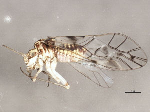  (Psococerastis - BIOUG04082-E08)  @14 [ ] CreativeCommons - Attribution (2013) CBG Photography Group Centre for Biodiversity Genomics