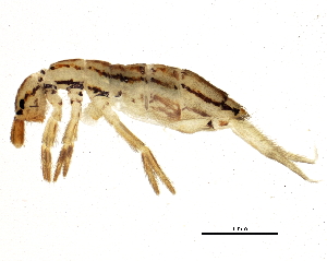  ( - BIOUG04262-A09)  @14 [ ] CreativeCommons - Attribution (2013) CBG Photography Group Centre for Biodiversity Genomics