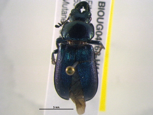  ( - BIOUG04268-H11)  @13 [ ] CreativeCommons - Attribution (2013) CBG Photography Group Centre for Biodiversity Genomics