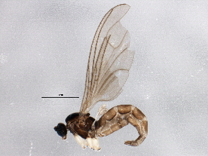  ( - BIOUG04437-C02)  @12 [ ] CreativeCommons - Attribution (2013) CBG Photography Group Centre for Biodiversity Genomics