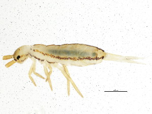  (Orchesellidae - BIOUG04439-F11)  @15 [ ] CreativeCommons - Attribution (2013) CBG Photography Group Centre for Biodiversity Genomics