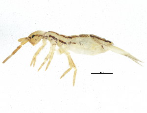  (Orchesellidae - BIOUG04501-B01)  @15 [ ] CreativeCommons - Attribution (2013) CBG Photography Group Centre for Biodiversity Genomics