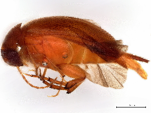  ( - BIOUG42181-G11)  @11 [ ] CreativeCommons - Attribution (2023) CBG Photography Group Centre for Biodiversity Genomics