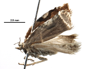  ( - BIOUG15869-E04)  @12 [ ] CreativeCommons - Attribution (2016) CBG Photography Group Centre for Biodiversity Genomics