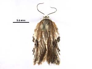 ( - BIOUG15869-E09)  @12 [ ] CreativeCommons - Attribution (2016) CBG Photography Group Centre for Biodiversity Genomics