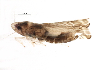  ( - BIOUG15931-C05)  @14 [ ] CreativeCommons - Attribution (2015) CBG Photography Group Centre for Biodiversity Genomics