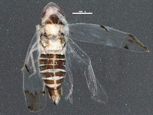  ( - BIOUG15931-G12)  @14 [ ] CreativeCommons - Attribution (2015) CBG Photography Group Centre for Biodiversity Genomics