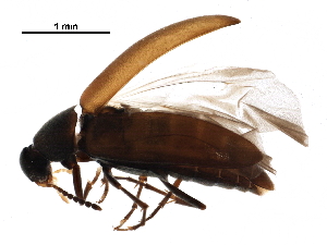  ( - BIOUG15936-C10)  @13 [ ] CreativeCommons - Attribution (2016) CBG Photography Group Centre for Biodiversity Genomics
