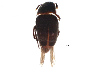  (Ptomaphagus ulkei - BIOUG15940-F07)  @13 [ ] CreativeCommons - Attribution (2015) CBG Photography Group Centre for Biodiversity Genomics