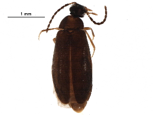  ( - BIOUG15940-G01)  @13 [ ] CreativeCommons - Attribution (2016) CBG Photography Group Centre for Biodiversity Genomics