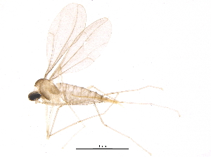  (Dasineura semenivora - BIOUG16223-A01)  @12 [ ] CreativeCommons - Attribution (2015) CBG Photography Group Centre for Biodiversity Genomics