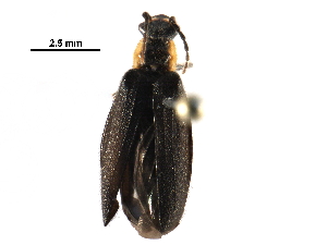  ( - BIOUG16227-A01)  @14 [ ] CreativeCommons - Attribution (2016) CBG Photography Group Centre for Biodiversity Genomics
