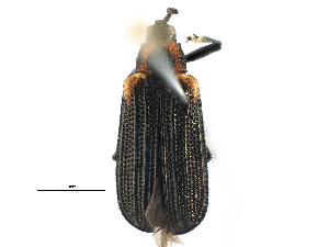  (Odontota mundula - BIOUG16227-H07)  @14 [ ] CreativeCommons - Attribution (2015) CBG Photography Group Centre for Biodiversity Genomics