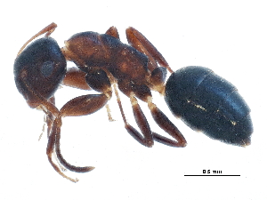  (Camponotus mississippiensis - BIOUG16416-H09)  @14 [ ] CreativeCommons - Attribution (2015) CBG Photography Group Centre for Biodiversity Genomics