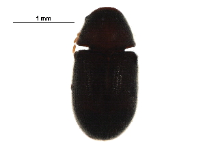  (Ptinidae - BIOUG16417-G05)  @15 [ ] CreativeCommons - Attribution (2016) CBG Photography Group Centre for Biodiversity Genomics