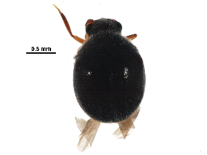  (Caenocara blanchardi - BIOUG18911-D05)  @14 [ ] CreativeCommons - Attribution (2016) CBG Photography Group Centre for Biodiversity Genomics