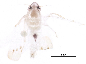  (Erythridula anomala - BIOUG20855-F04)  @13 [ ] CreativeCommons - Attribution (2015) CBG Photography Group Centre for Biodiversity Genomics