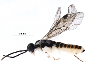  ( - BIOUG20994-B01)  @12 [ ] CreativeCommons - Attribution (2016) CBG Photography Group Centre for Biodiversity Genomics