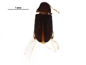  ( - BIOUG21384-G01)  @13 [ ] CreativeCommons - Attribution (2016) CBG Photography Group Centre for Biodiversity Genomics