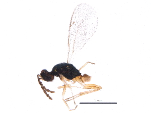  ( - BIOUG04995-G04)  @13 [ ] CreativeCommons - Attribution (2016) CBG Photography Group Centre for Biodiversity Genomics