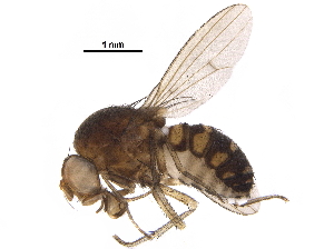  (Cyrtona_Parapsinota - BIOUG32269-F10)  @11 [ ] CreativeCommons - Attribution (2018) CBG Photography Group Centre for Biodiversity Genomics