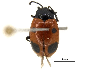  ( - BIOUG04711-F09)  @11 [ ] CreativeCommons - Attribution (2018) CBG Photography Group Centre for Biodiversity Genomics