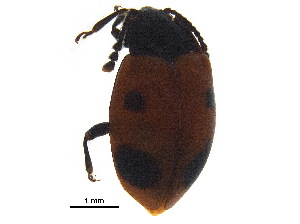  ( - BIOUG05032-A08)  @11 [ ] CreativeCommons - Attribution (2018) CBG Photography Group Centre for Biodiversity Genomics