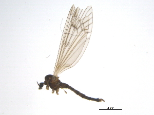  (Trichocera bimacula - BIOUG05049-D04)  @11 [ ] CreativeCommons - Attribution (2013) CBG Photography Group Centre for Biodiversity Genomics