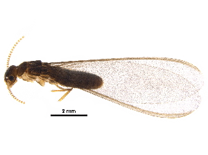  (Coptotermes sjoestedti - BIOUG35877-C07)  @11 [ ] CreativeCommons - Attribution (2018) CBG Photography Group Centre for Biodiversity Genomics