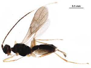  (Acanthormius - BIOUG35943-C08)  @14 [ ] CreativeCommons - Attribution (2018) CBG Photography Group Centre for Biodiversity Genomics