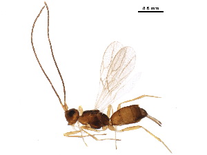  (Acanthormius - BIOUG36041-D06)  @14 [ ] CreativeCommons - Attribution (2018) CBG Photography Group Centre for Biodiversity Genomics