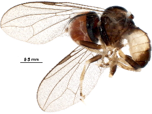  (Collinias sp. Gabon1 - BIOUG35979-C12)  @11 [ ] CreativeCommons - Attribution (2018) CBG Photography Group Centre for Biodiversity Genomics