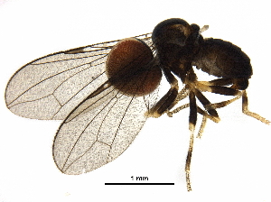  ( - BIOUG36118-E12)  @11 [ ] CreativeCommons - Attribution (2018) CBG Photography Group Centre for Biodiversity Genomics