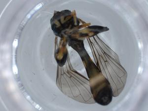  (Neoascia subannexa - BIOUG62664-G04)  @11 [ ] CreativeCommons - Attribution (2021) Centre for Biodiversity Genomics Centre for Biodiversity Genomics