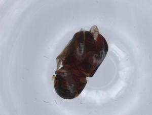  ( - BIOUG62665-E11)  @11 [ ] CreativeCommons - Attribution (2021) Centre for Biodiversity Genomics Centre for Biodiversity Genomics