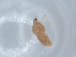  ( - BIOUG62667-B06)  @11 [ ] CreativeCommons - Attribution (2021) Centre for Biodiversity Genomics Centre for Biodiversity Genomics