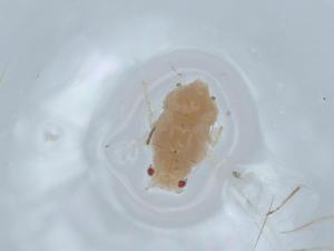  ( - BIOUG62667-C01)  @11 [ ] CreativeCommons - Attribution (2021) Centre for Biodiversity Genomics Centre for Biodiversity Genomics